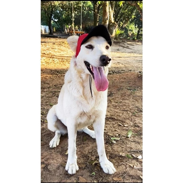 Bonés para Pet - Cães e gatos - Machos e Fêmeas