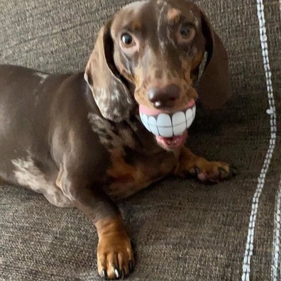 Bolinha Sorriso De Cão